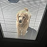 Caspian joined the competition — help win amazing prizes! blinds, brown, curly_fur, dog, dramatic_lighting, eyes, face, fluffy, funny, golden_retriever, home, indoor, looking, nose, outdoor, pet, portrait, snout, sunlight, window