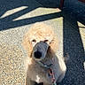 Caspian is registered to the contest to win money with this photo: dog, poodle, puppy, collar, leash, outdoor, sunlight, shadow, bench, pet, animal, cute, fur, sitting, ground, closeup, daytime, pet_accessory, canine, young