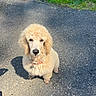 Caspian joined the competition — help win amazing prizes! dog, poodle, puppy, apricot, fluffy, cute, pet, collar, outdoor, sunlight, pavement, grass, shadow, animal, portrait, looking_up, curly_fur, small_dog, young, canine