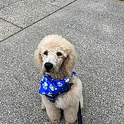 Caspian is registered to the contest to win money with this photo: animal, blue_bandana, cream_colored, curly_fur, cute, daylight, dog, fluffy, harness, leash, outdoor, pavement, paw_prints, pet, poodle, portrait, puppy, road, sidewalk, sitting