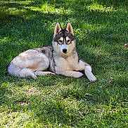 Oreo participe au concours pour gagner de l'argent avec cette photo : animal, canine, daylight, dog, ears, fur, grass, greenery, husky, laying_down, muzzle, nature, outdoor, park, pet, relaxed, resting, shadows, summer, sunlight