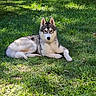 animal, canine, daylight, dog, ears, fur, grass, greenery, husky, laying_down, muzzle, nature, outdoor, park, pet, relaxed, resting, shadows, summer, sunlight
