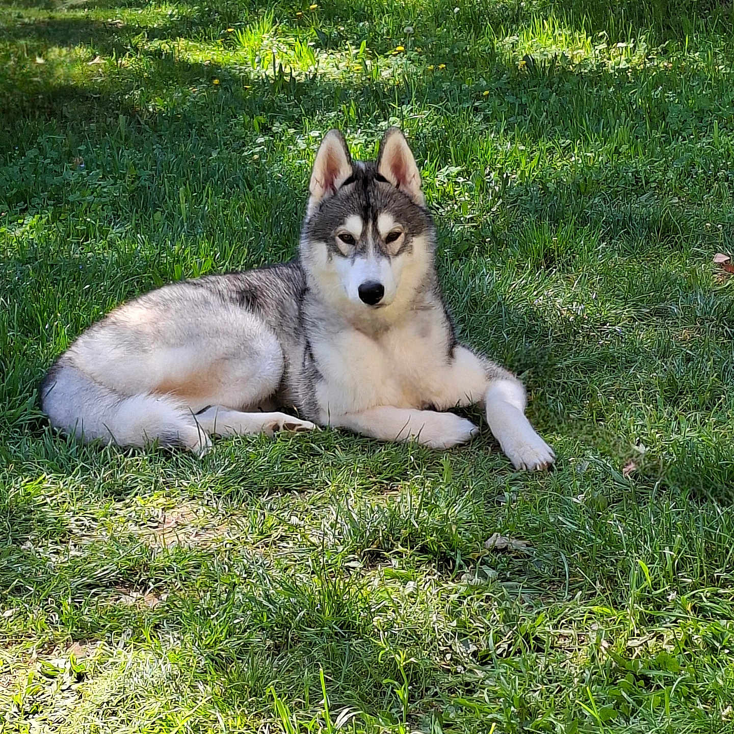 Oreo
