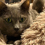Ally joined the competition — help win amazing prizes! cat, gray_cat, fluffy_blanket, cozy, green_eyes, close_up, pet, feline, indoor, soft_texture, resting, cute, animal, fur, whiskers, face, ears, paws, relaxed, comfort
