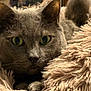 cat, gray_cat, fluffy_blanket, cozy, green_eyes, close_up, pet, feline, indoor, soft_texture, resting, cute, animal, fur, whiskers, face, ears, paws, relaxed, comfort