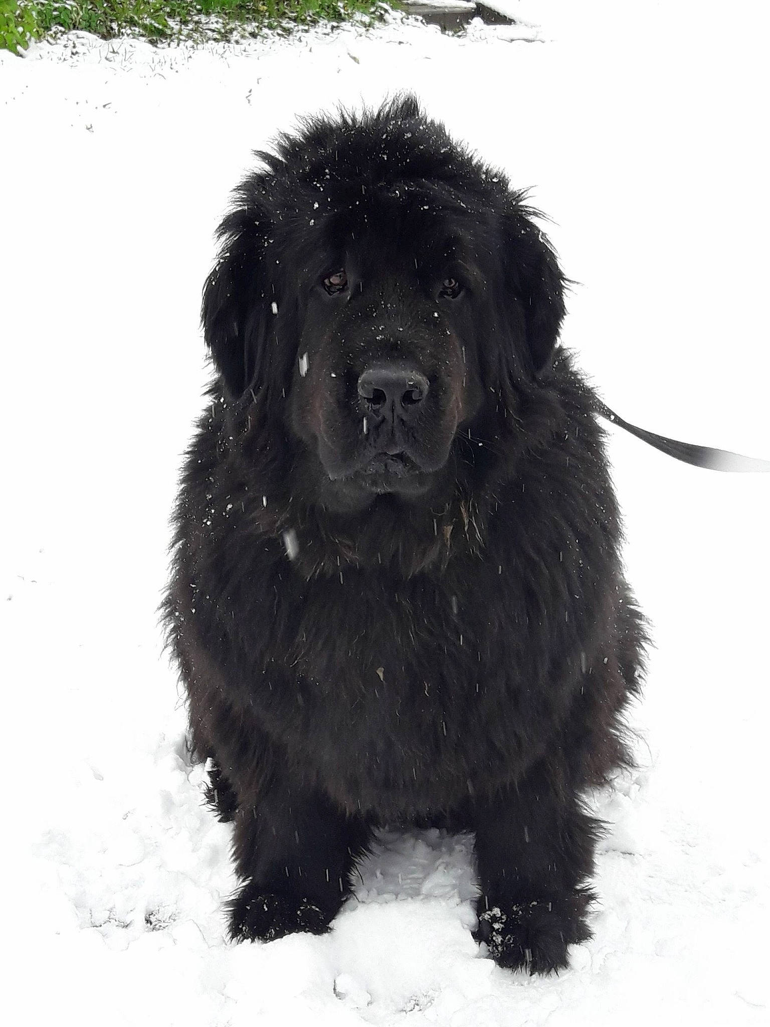 Osca a rejoint le concours — aidez-le/la à gagner de superbes lots ! ancient_dog_breeds, automotive_tire, canidae, carnivore, companion_dog, dog, dog_breed, dog_collar, freezing, fur, gaddi_kutta, giant_dog_breed, precipitation, snout, snow, sporting_group, winter, winter_storm, working_animal, working_dog