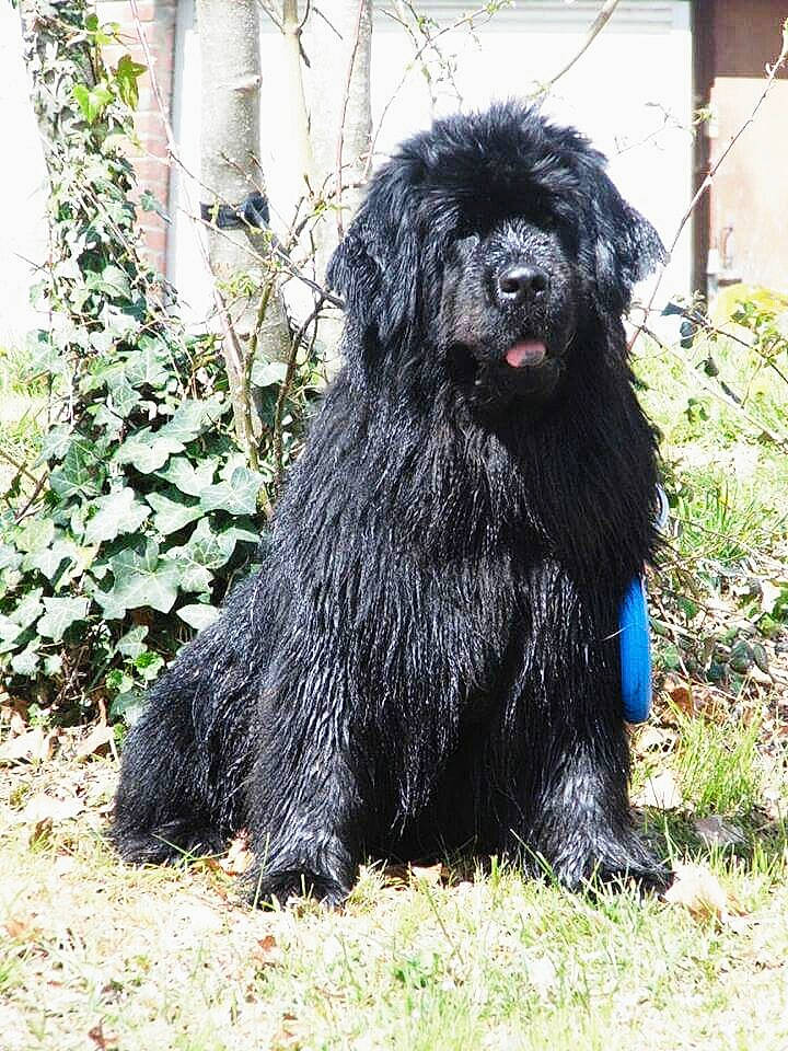 Osca a rejoint le concours — aidez-le/la à gagner de superbes lots ! art, canidae, carnivore, companion_dog, dog, dog_breed, fur, giant_dog_breed, grass, liver, non_sporting_group, plant, puli, snout, sporting_group, tail, terrestrial_animal, water_dog, working_animal, working_dog