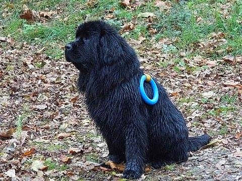 Osca a rejoint le concours — aidez-le/la à gagner de superbes lots ! borador, canidae, carnivore, collar, companion_dog, dog, dog_breed, dog_collar, dog_supply, electric_blue, fur, grass, snout, soil, sporting_group, tail, terrestrial_animal, water_dog, working_animal, working_dog