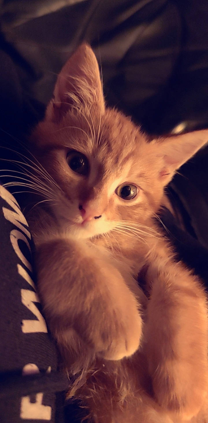 Simba participe au concours pour gagner de l'argent avec cette photo : carnivore, cat, claw, comfort, domestic_short_haired_cat, ear, felidae, fur, gesture, paw, small_to_medium_sized_cats, snout, tail, whiskers