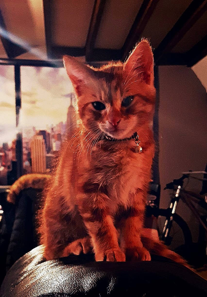 Simba a rejoint le concours — aidez-le/la à gagner de superbes lots ! carnivore, cat, claw, darkness, domestic_short_haired_cat, fawn, felidae, fur, human_leg, lap, metal, paw, sky, small_to_medium_sized_cats, snout, tail, tints_and_shades, whiskers, window, wood