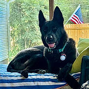 Breezy is registered to the contest to win money with this photo: dog, black_dog, pet, german_shepherd, collar, paws, tongue, ears, couch, cushion, striped_blanket, window, porch, american_flag, fence, green_pillow, relaxed, indoor, fur, smiling
