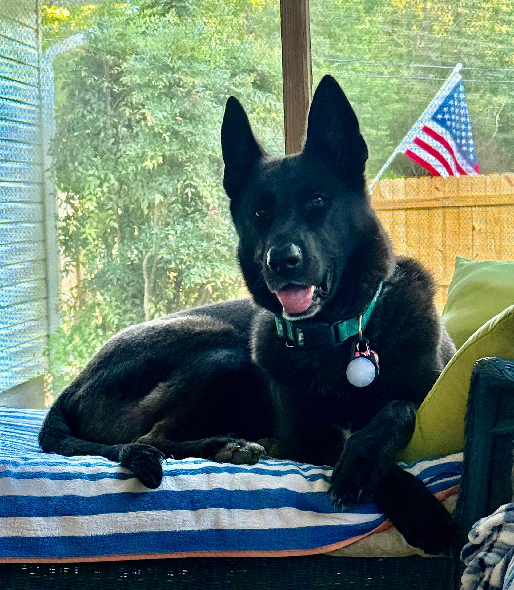 Breezy is registered to the contest to win money with this photo: dog, black_dog, pet, german_shepherd, collar, paws, tongue, ears, couch, cushion, striped_blanket, window, porch, american_flag, fence, green_pillow, relaxed, indoor, fur, smiling