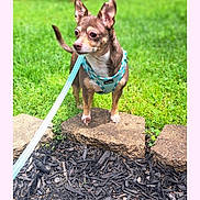 Rico joined the competition — help win amazing prizes! alert, app_screenshot, backyard, bench, bokeh, chihuahua, closeup, dog, ears_up, fence, grass, green, harness, leash, mulch, outdoor, pet, portrait, small_dog, stone