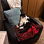 Patches is registered to the contest to win money with this photo: cat, chair, blanket, pillow, carpet, furniture, indoor, relaxing, black_and_white, pet, cozy, wooden_closet, clothing, domestic, animal, resting, living_room, soft_lighting, tail, ears