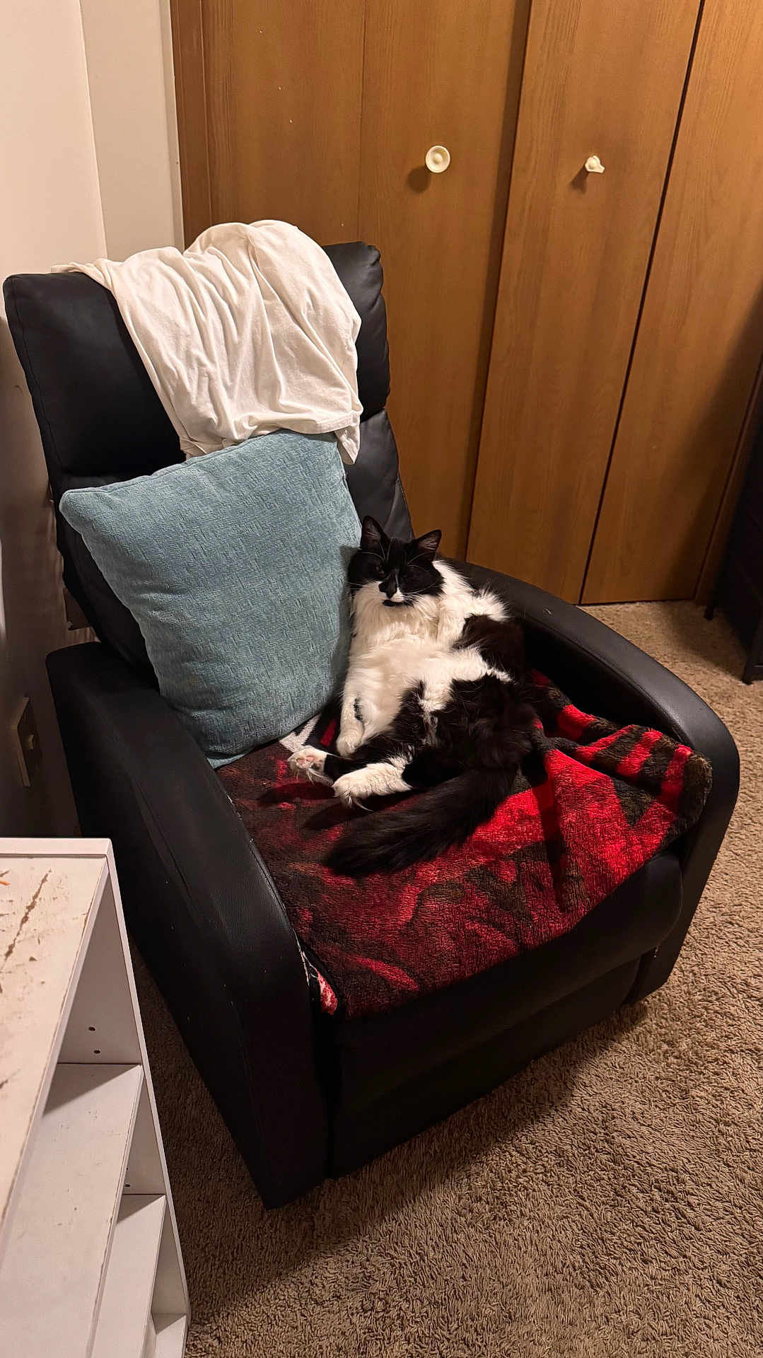 Patches is registered to the contest to win money with this photo: cat, chair, blanket, pillow, carpet, furniture, indoor, relaxing, black_and_white, pet, cozy, wooden_closet, clothing, domestic, animal, resting, living_room, soft_lighting, tail, ears