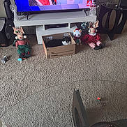 Patches joined the competition — help win amazing prizes! cat, cardboard_box, living_room, television, decorations, carpet, plush_toys, holiday, furniture, glass_table, notebook, speaker, snowman_figurine, vase, smiling_faces, people_on_tv, black_and_white_cat, cardboard, indoor, cozy