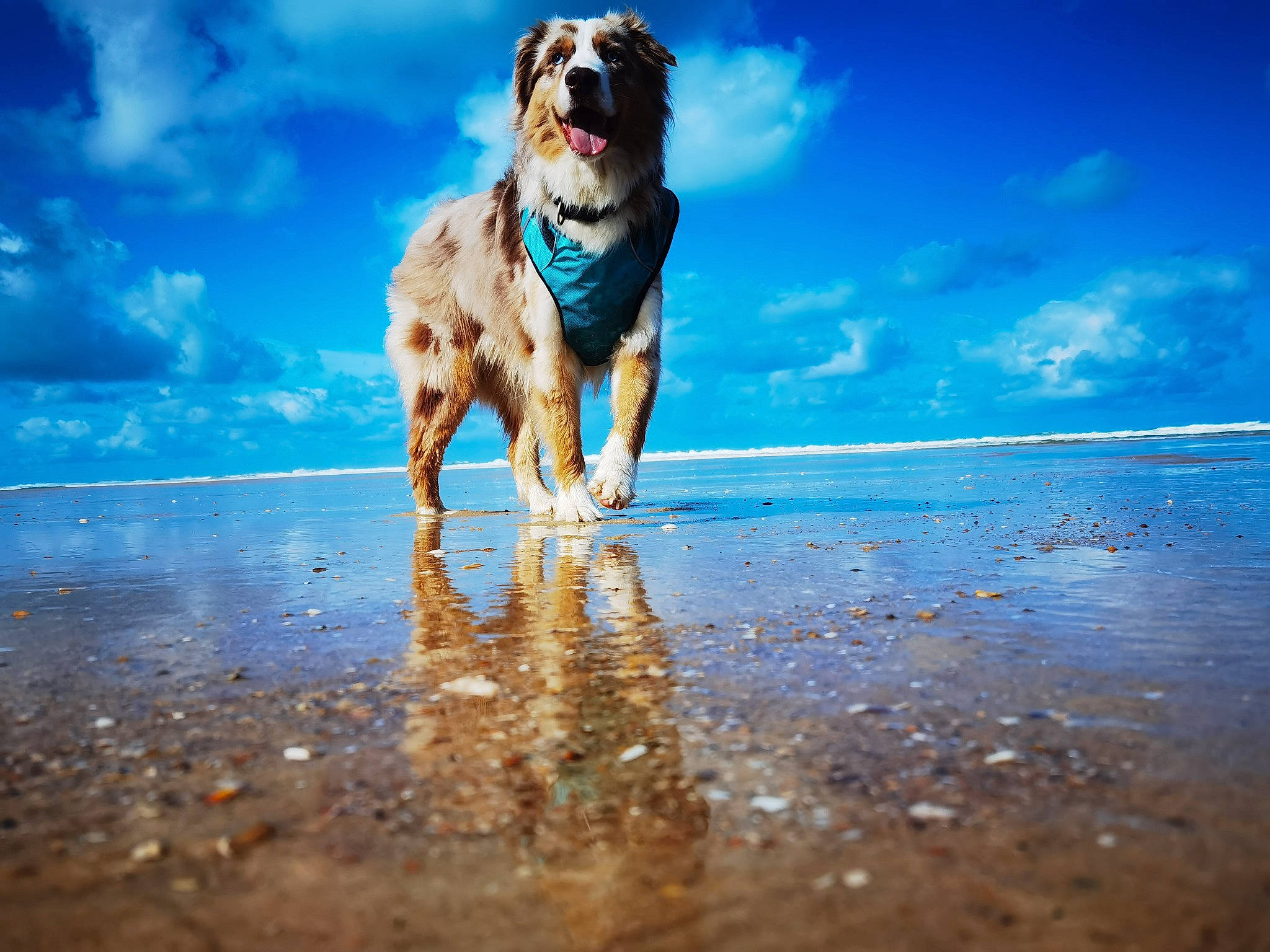 Pongo a rejoint le concours — aidez-le/la à gagner de superbes lots ! beach, blue, calm, carnivore, cloud, companion_dog, dog, dog_breed, dog_supply, electric_blue, fawn, happy, horizon, landscape, sand, shore, sky, snout, sporting_group, water
