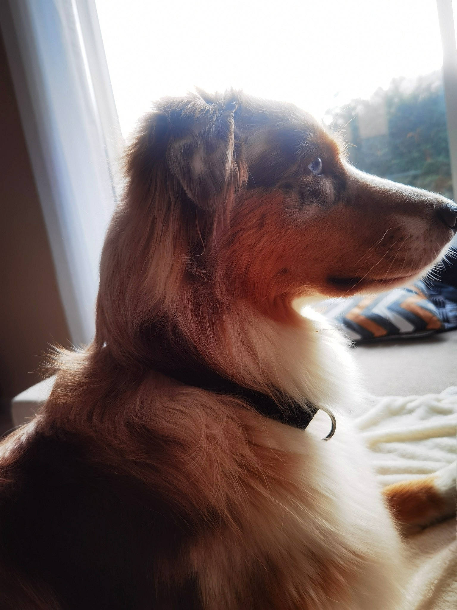 Pongo a rejoint le concours — aidez-le/la à gagner de superbes lots ! carnivore, close_up, collie, companion_dog, dog, dog_breed, fawn, fur, happy, herding_dog, liver, rough_collie, scotch_collie, shetland_sheepdog, sky, snout, sporting_group, sunglasses, whiskers, working_animal