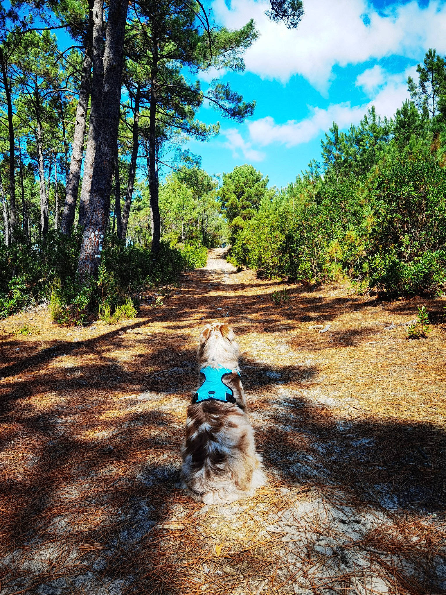 Pongo participe au concours pour gagner de l'argent avec cette photo : carnivore, cloud, dog, dog_breed, fawn, grass, landscape, leisure, mammal, natural_landscape, outdoor_recreation, people_in_nature, plant, shade, sky, summer, tints_and_shades, tree, wood, woody_plant