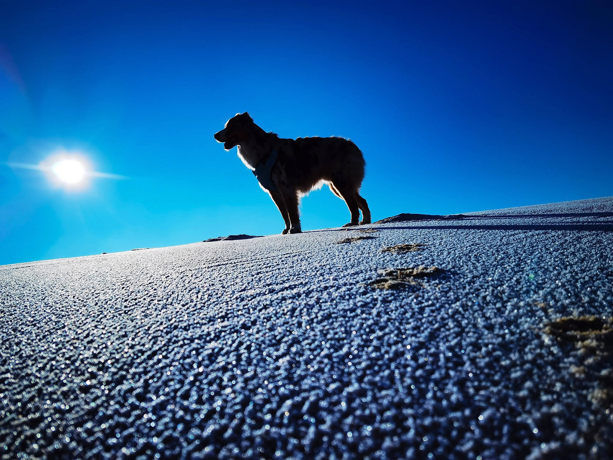 Pongo a rejoint le concours — aidez-le/la à gagner de superbes lots ! azure, backlighting, calm, carnivore, dog, dog_breed, electric_blue, horizon, landscape, lens_flare, light, people_in_nature, shadow, sky, slope, snout, sporting_group, sunlight, tints_and_shades, working_animal