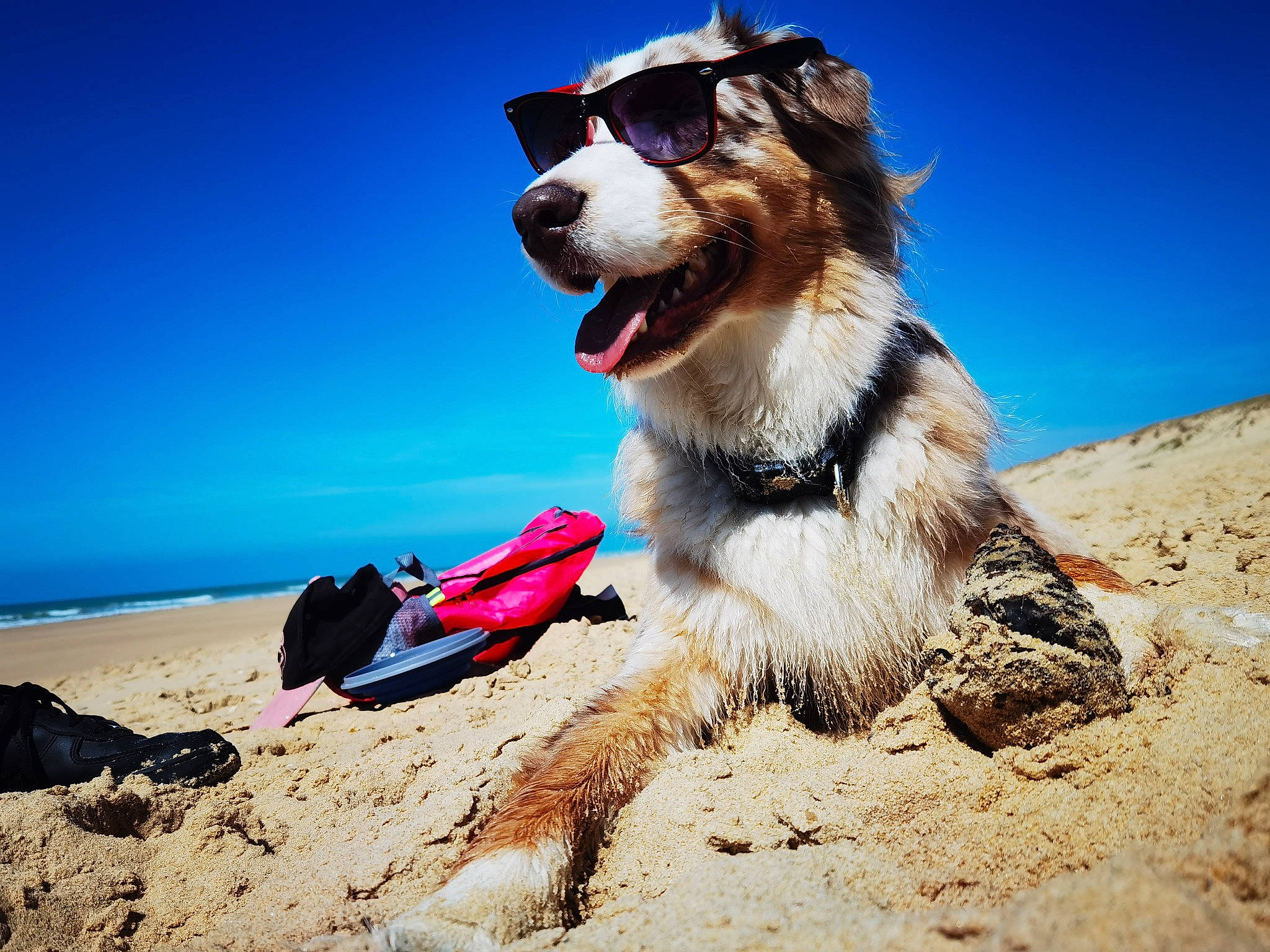 Pongo a rejoint le concours — aidez-le/la à gagner de superbes lots ! adventure, beach, carnivore, collar, companion_dog, dog, dog_breed, dog_collar, dog_supply, happy, landscape, leash, leisure, people_in_nature, recreation, sky, snout, sporting_group, travel, water