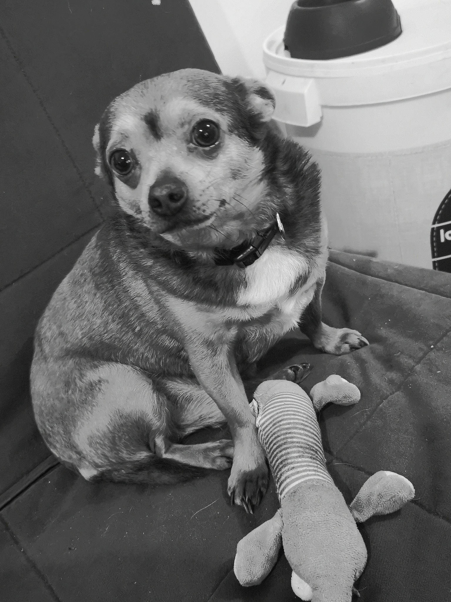 Poutchi participe au concours pour gagner de l'argent avec cette photo : ancient_dog_breeds, canidae, carnivore, companion_dog, dog, dog_breed, fawn, paw, puppy, snapshot, snout, sporting_group, street_dog