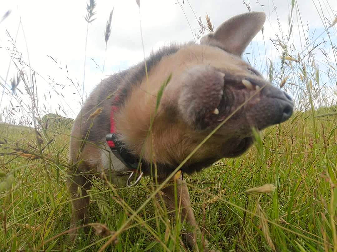 Poutchi a rejoint le concours — aidez-le/la à gagner de superbes lots ! canidae, carnivore, dog, dog_breed, grass, mammal, snout, vertebrate, wildlife