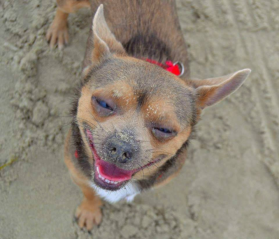 Poutchi a rejoint le concours — aidez-le/la à gagner de superbes lots ! australian_cattle_dog, canidae, carnivore, corgi_chihuahua, dog, dog_breed, ear, fawn, mammal, rare_breed_dog, snout, street_dog, vertebrate