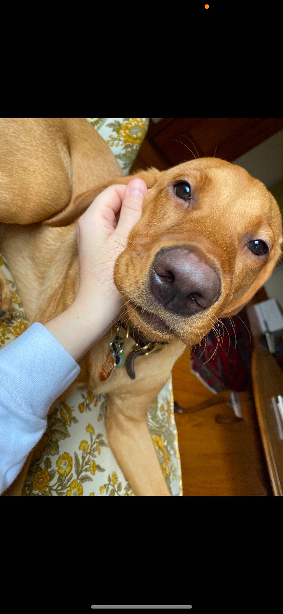 Melo is registered to the contest to win money with this photo: carnivore, collar, companion_dog, dog, dog_breed, dog_supply, ear, fawn, fur, gesture, jaw, liver, pet_supply, selfie, smile, snout, sporting_group, whiskers, working_animal, wrist