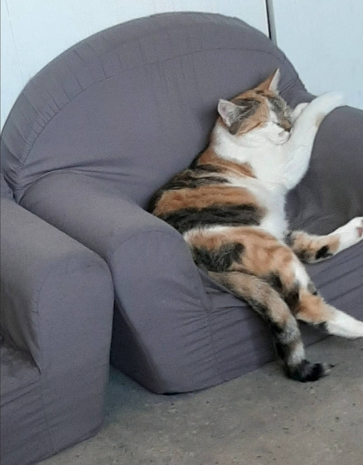 Caline a rejoint le concours — aidez-le/la à gagner de superbes lots ! carnivore, cat, comfort, domestic_short_haired_cat, felidae, foot, fur, human_leg, nap, paw, sitting, small_to_medium_sized_cats, tail, whiskers