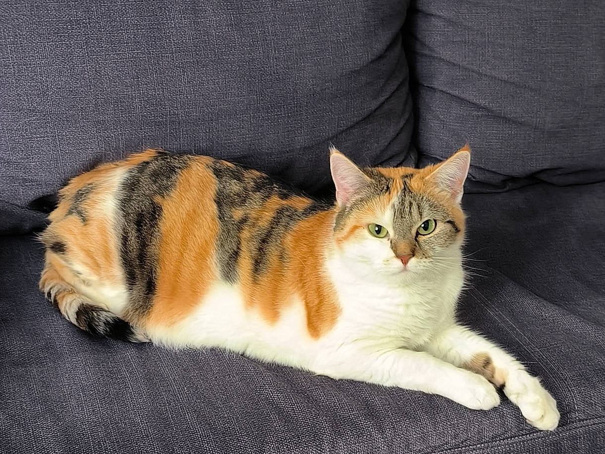 Caline participe au concours pour gagner de l'argent avec cette photo : art, carnivore, cat, comfort, domestic_short_haired_cat, fawn, felidae, fur, paw, sitting, small_to_medium_sized_cats, snout, tail, terrestrial_animal, whiskers