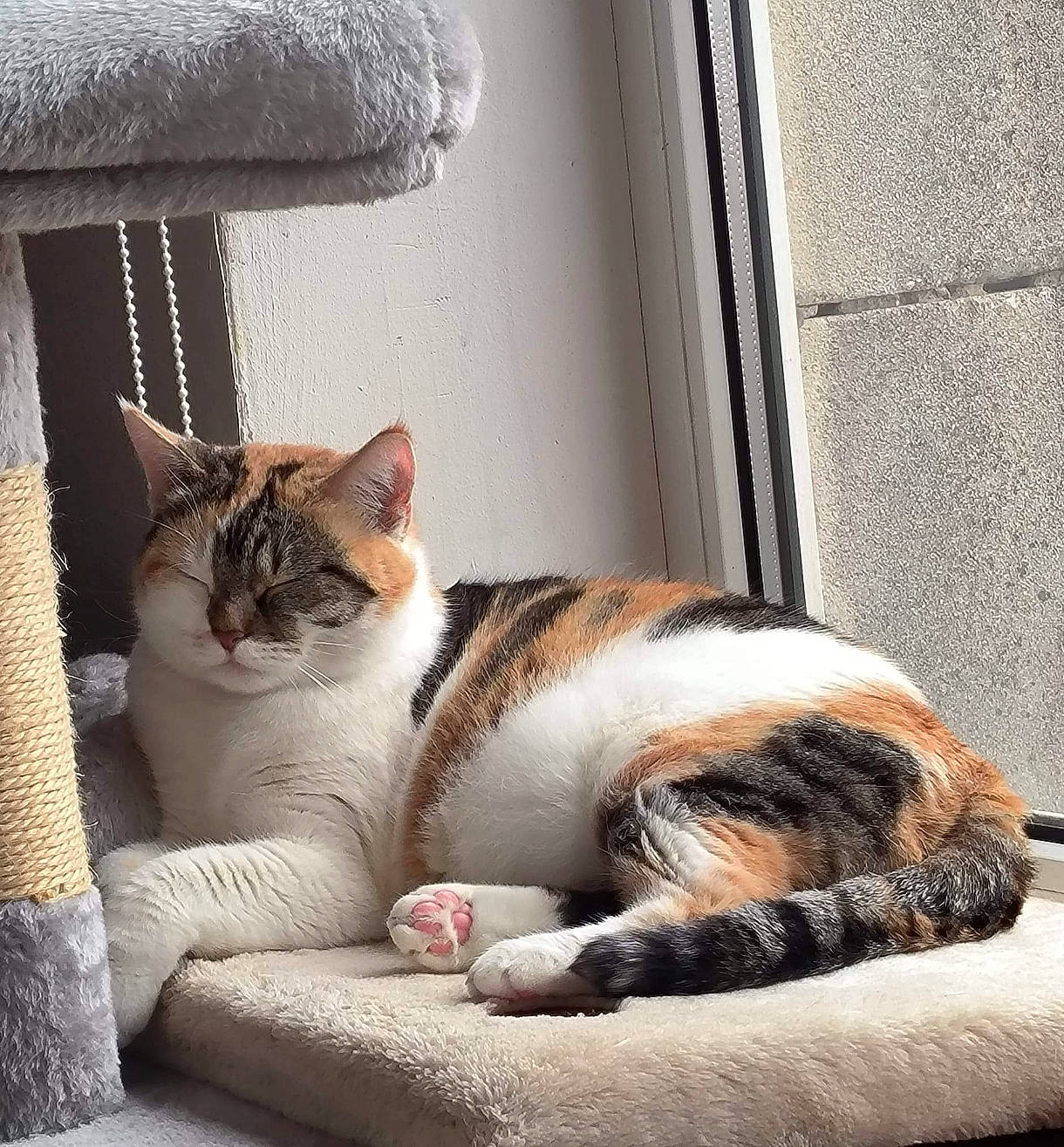 Caline a rejoint le concours — aidez-le/la à gagner de superbes lots ! carnivore, cat, claw, comfort, domestic_short_haired_cat, eye, felidae, fur, grey, human_leg, nap, paw, sitting, small_to_medium_sized_cats, street, tail, terrestrial_animal, whiskers, window, wood