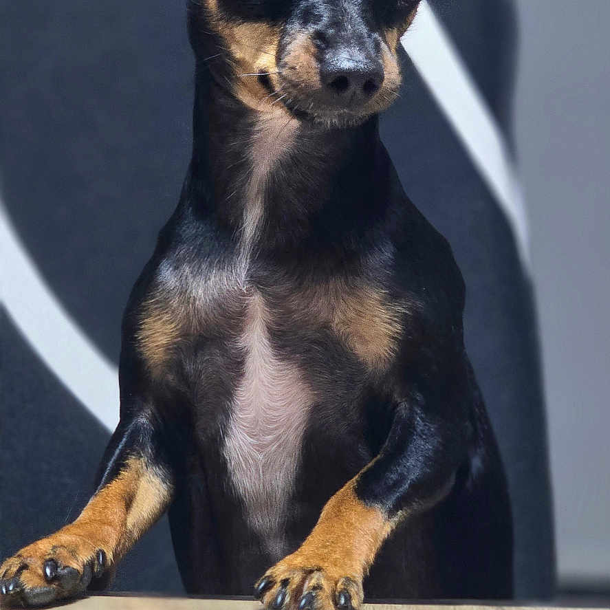 Blacko-Pilou a rejoint le concours — aidez-le/la à gagner de superbes lots ! animal, canine, chihuahua, dog, hound, pet, pug, puppy, snout