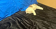 Apollo joined the competition — help win amazing prizes! animal, bed, black_bedspread, blue_pillows, cat, comfortable, cozy, cute, domestic_animal, feline, fur, indoor, kitten, pet, relaxing, resting, sleeping, soft, wooden_headboard, young_cat