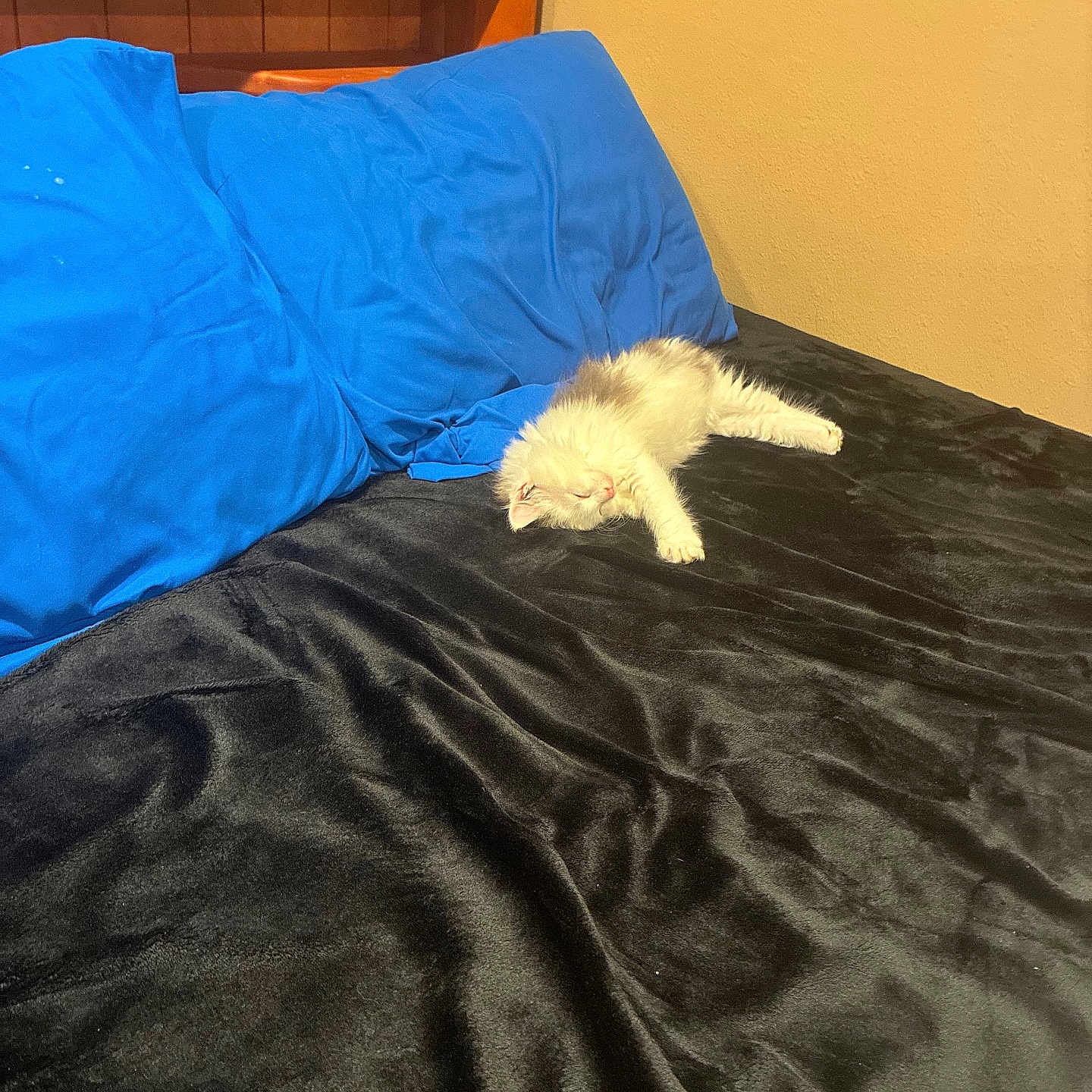Apollo