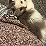 Apollo joined the competition — help win amazing prizes! animal, blanket, cat, closeup, comfort, cozy, curious, cute, fabric, feline, fur, gray, indoor, kitten, pet, resting, small, soft, texture, white