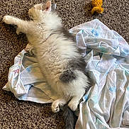 Apollo joined the competition — help win amazing prizes! animal, blanket, carpet, cat, cozy, cute, domestic_cat, fluffy, fur, indoor, kitten, paw, pet, relaxing, resting, sleeping, small_animal, tail, toy, yellow_toy