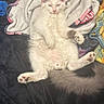 Apollo joined the competition — help win amazing prizes! animal, bed, blanket, cat, cozy, cute, domestic_cat, fluffy, fur, gray_cat, indoor, lying_down, paw, pet, relaxed, resting, sleepy, soft, tail, white_cat