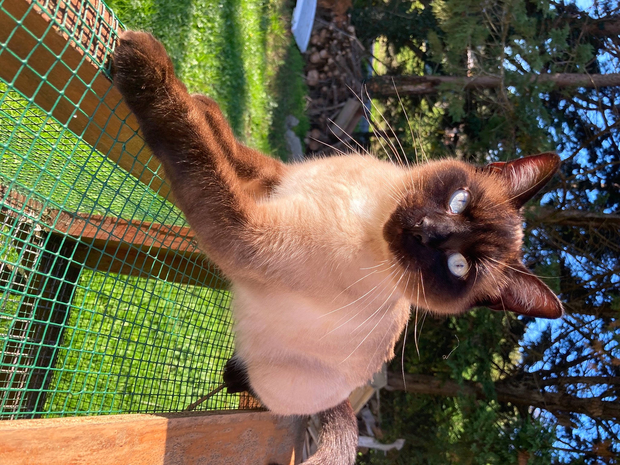 Houmous participe au concours pour gagner de l'argent avec cette photo : balinese, canidae, carnivore, cat, fawn, felidae, fur, mammal, mesh, palm_tree, plant, siamese, small_to_medium_sized_cats, tail, terrestrial_animal, thai, tree, vertebrate, whiskers, wire_fencing