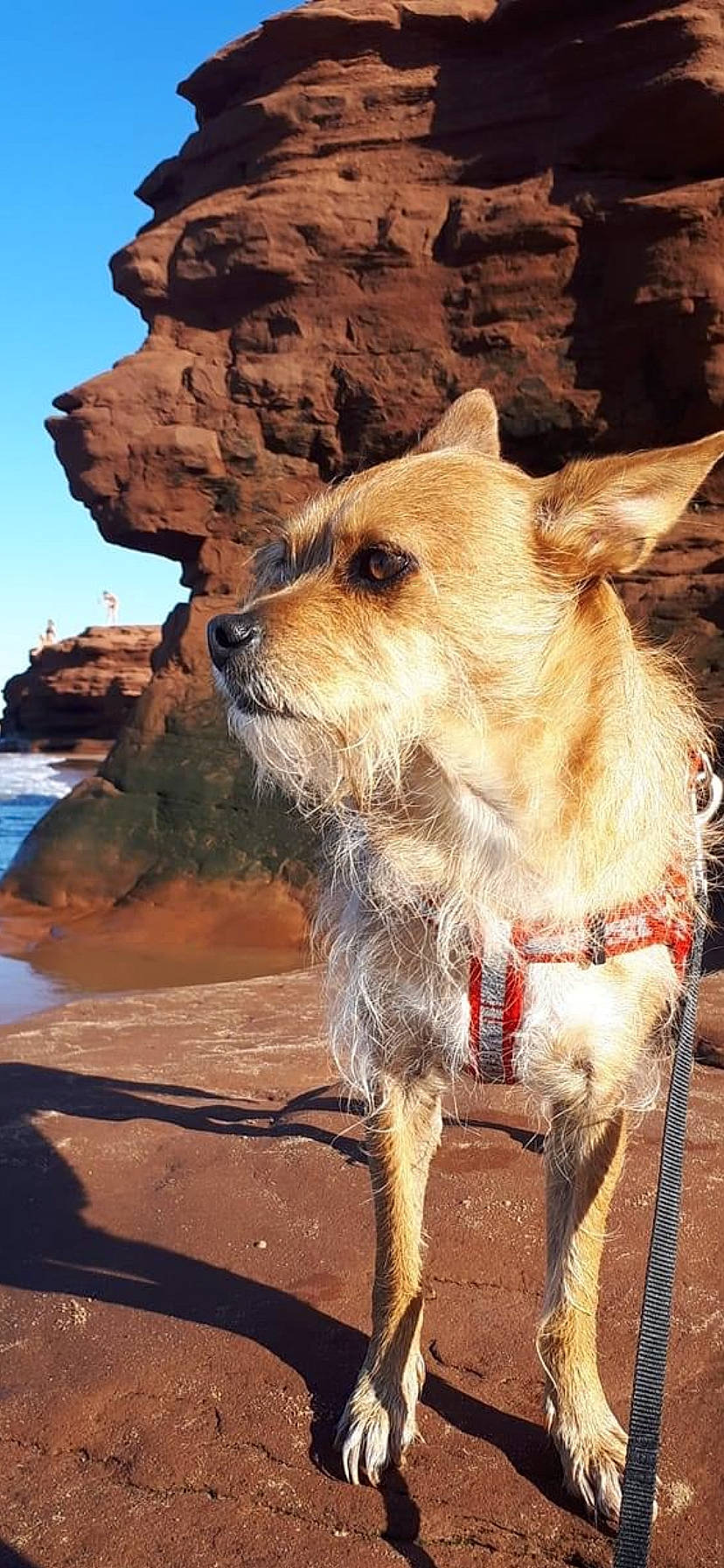 Dylan joined the competition — help win amazing prizes! beach, bedrock, canidae, carnivore, collar, companion_dog, dog, dog_breed, dog_collar, dog_supply, fawn, klippe, leash, pet_supply, sky, snout, sporting_group, water, wood, working_animal