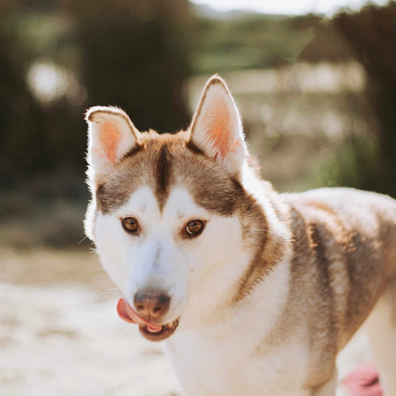 Kira