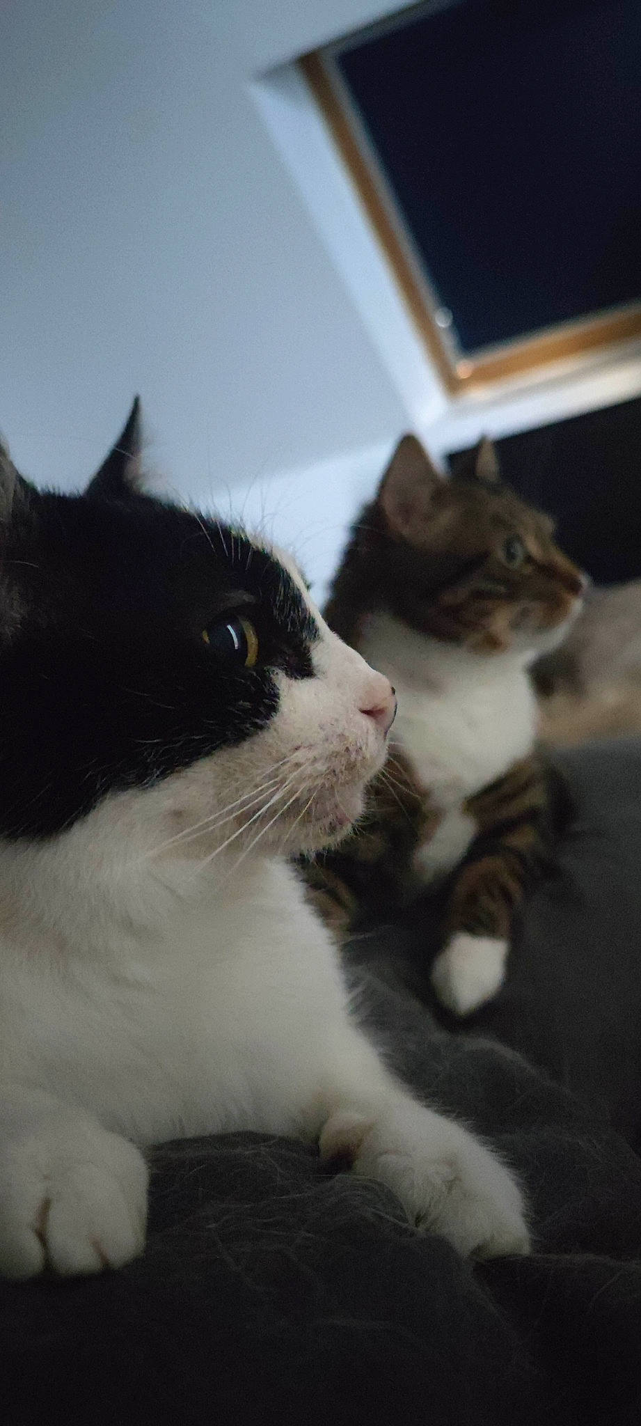 Nuage participe au concours pour gagner de l'argent avec cette photo : carnivore, cat, claw, comfort, domestic_short_haired_cat, felidae, fur, mammal, monochrome_photography, paw, small_to_medium_sized_cats, snout, tail, terrestrial_animal, vertebrate, whiskers, window