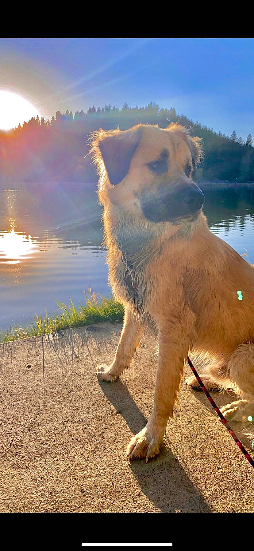 Aslan joined the competition — help win amazing prizes! canidae, carnivore, cloud, companion_dog, dog, dog_breed, fawn, happy, horizon, lake, landscape, plant, retriever, sky, snout, sporting_group, tail, water, wildlife, working_animal