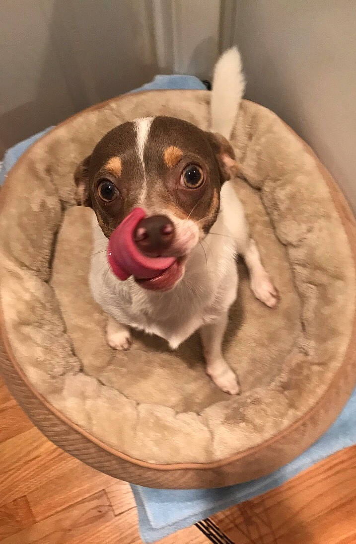 Ratchet joined the competition — help win amazing prizes! brazilian_terrier, canidae, carnivore, chihuahua, companion_dog, dog, dog_breed, ear, feist, jack_russell_terrier, miniature_fox_terrier, nose, paw, puppy, rat_terrier, russell_terrier, snout, teddy_roosevelt_terrier, toy_fox_terrier