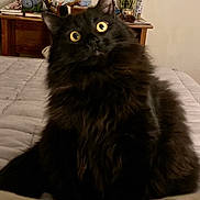 River is registered to the contest to win money with this photo: cat, black_cat, fluffy, wide_eyes, bed, indoor, furniture, plant, books, desk, stationery, cozy, curious, pet, animal, home, yellow_eyes, fur, sitting, alert