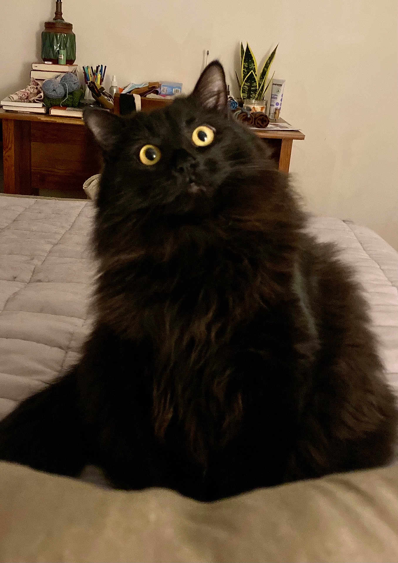 River is registered to the contest to win money with this photo: cat, black_cat, fluffy, wide_eyes, bed, indoor, furniture, plant, books, desk, stationery, cozy, curious, pet, animal, home, yellow_eyes, fur, sitting, alert