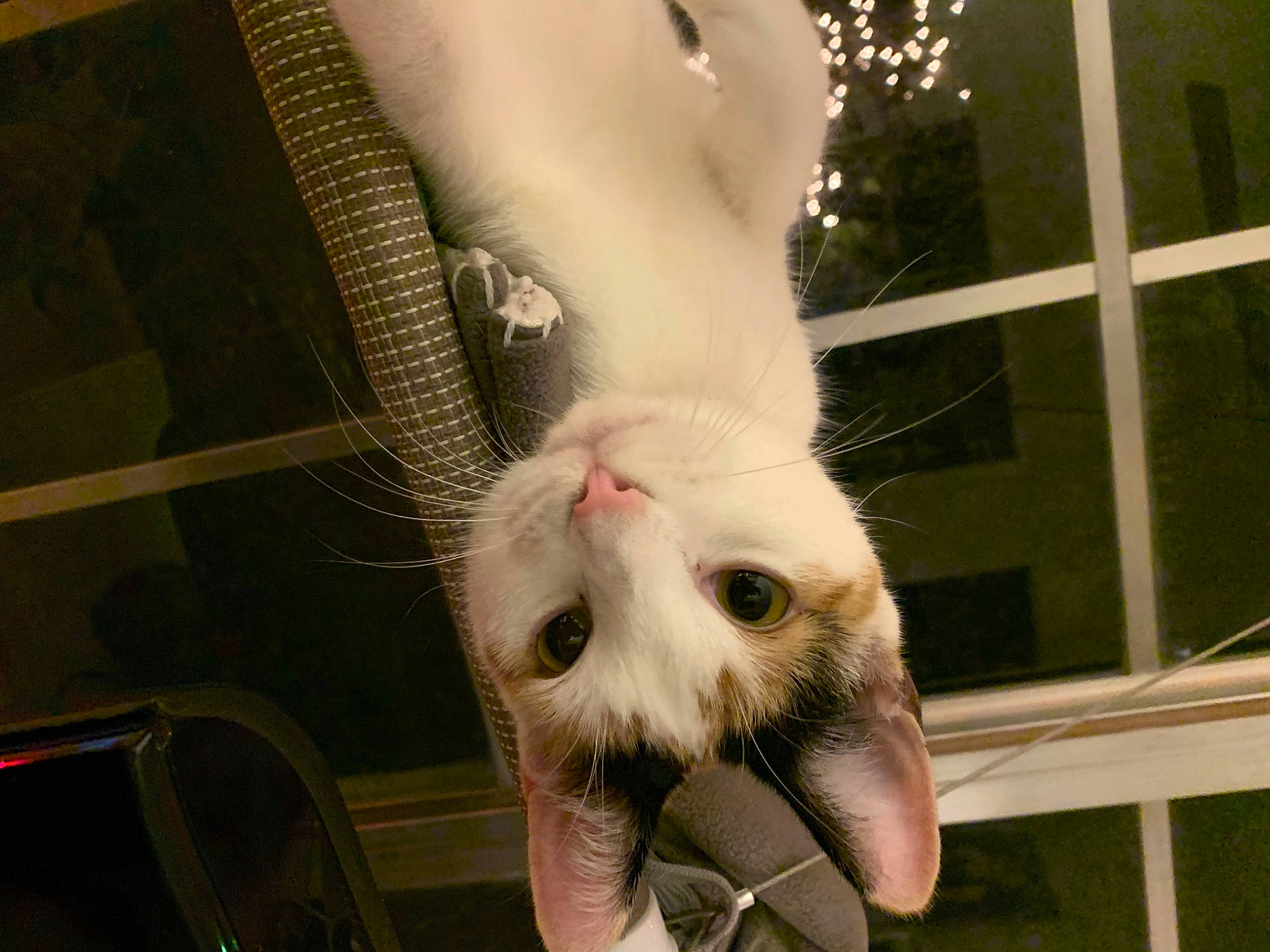Penelope joined the competition — help win amazing prizes! carnivore, cat, claw, facial_expression, felidae, fur, iris, paw, pet_supply, small_to_medium_sized_cats, snout, terrestrial_animal, tongue, vertebrate, whiskers