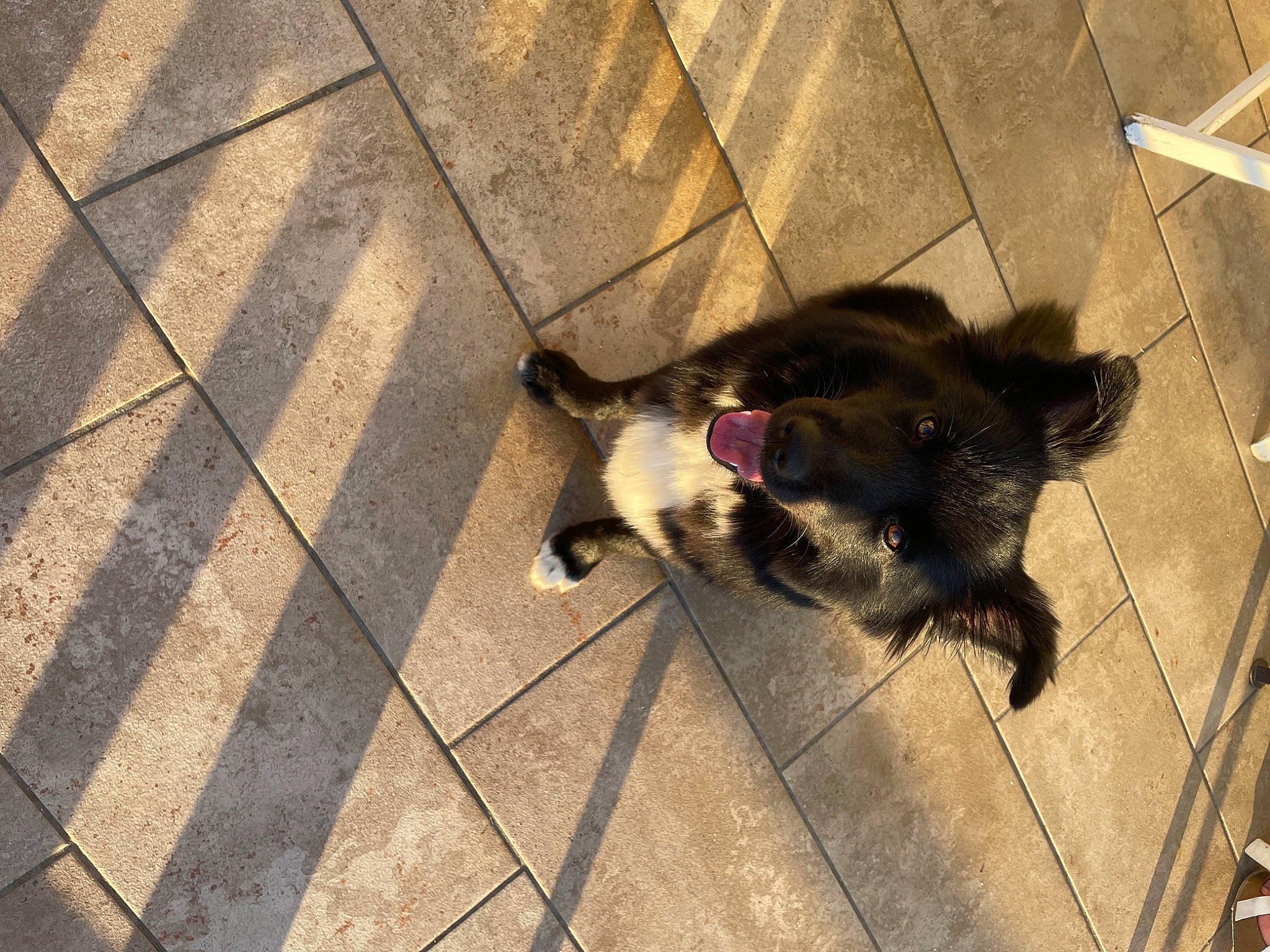 Maya participe au concours pour gagner de l'argent avec cette photo : claw, companion_dog, dog, dog_breed, felidae, flagstone, floor, flooring, fur, leash, paw, road_surface, shadow, small_to_medium_sized_cats, tail, terrestrial_animal, tile, tints_and_shades, whiskers, wood