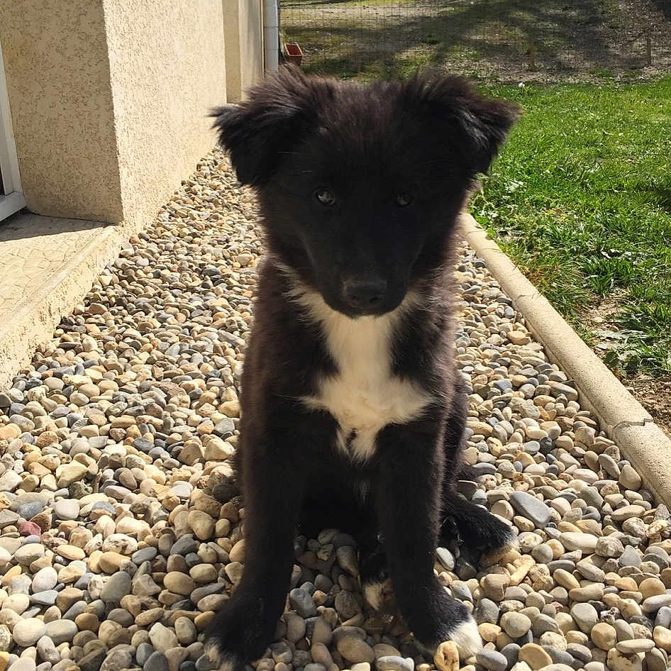 Maya
