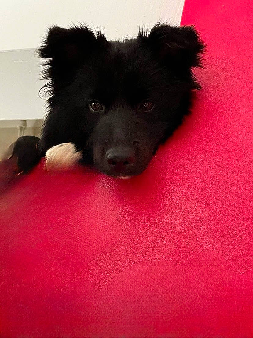 Maya a rejoint le concours — aidez-le/la à gagner de superbes lots ! canidae, carnivore, companion_dog, dog, dog_breed, fur, german_spitz_klein, herding_dog, magenta, non_sporting_group, puppy, sporting_group, tints_and_shades, toy_dog, working_animal, working_dog